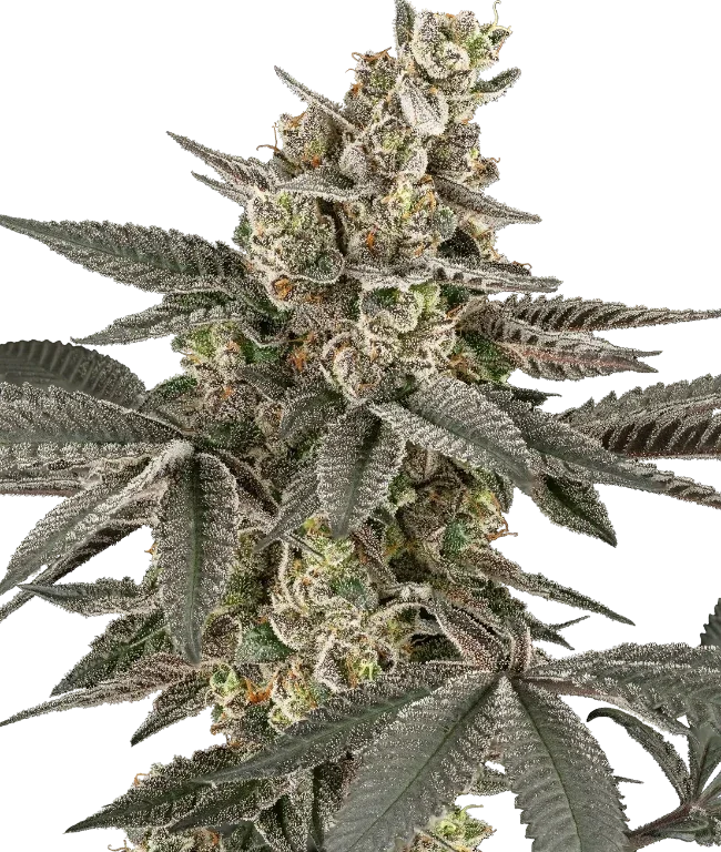 Blueberry Gasoline Regular (Serge Cannabis) – Pflanze