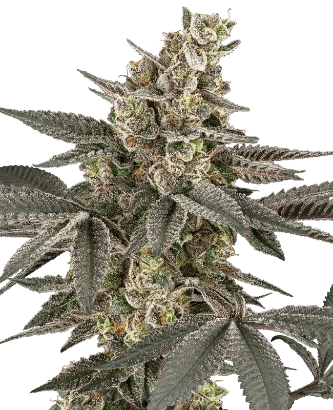 Blueberry Gasoline Regular (Serge Cannabis) – Pflanze