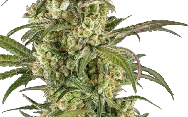 Lemon Cooler Feminized (Serge Cannabis) – Pflanze