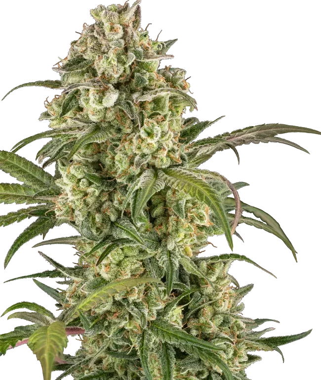 Lemon Cooler Feminized (Serge Cannabis) – Pflanze
