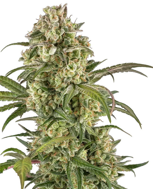 Lemon Cooler Feminized (Serge Cannabis) – Pflanze