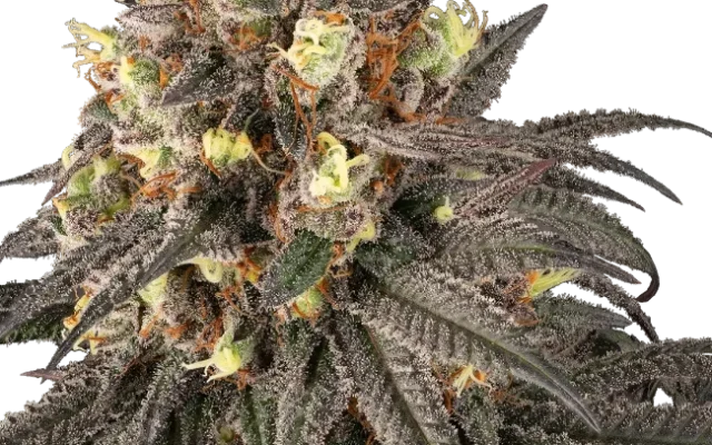 Molotov Feminized (Serge Cannabis) – Pflanze
