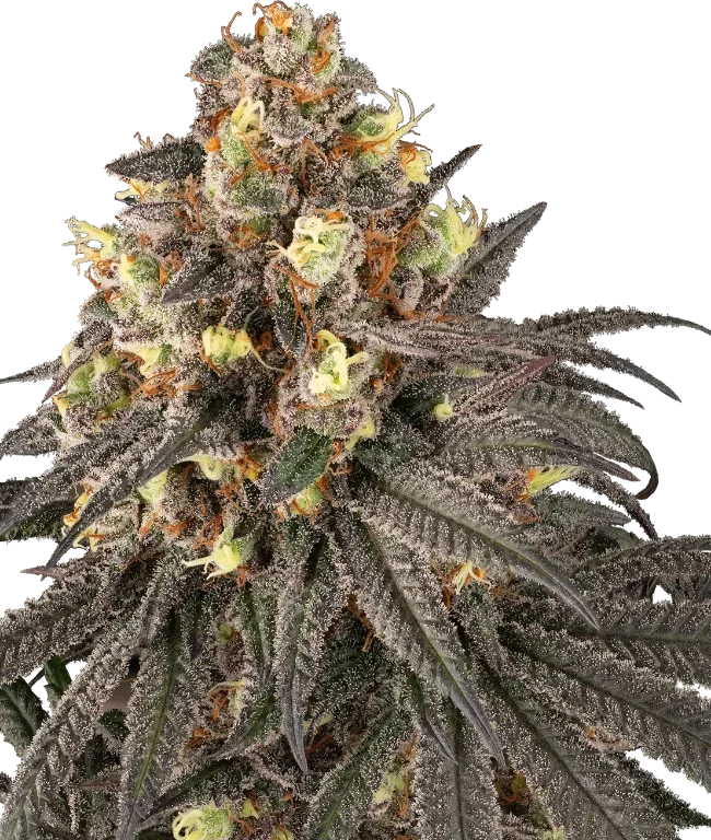 Molotov Feminized (Serge Cannabis) – Pflanze