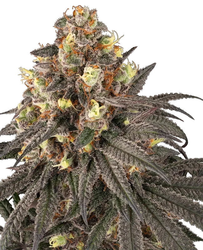 Molotov Feminized (Serge Cannabis) – Pflanze