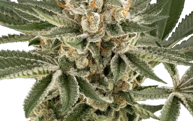 Peach Cooler Feminized (Serge Cannabis) – Pflanze