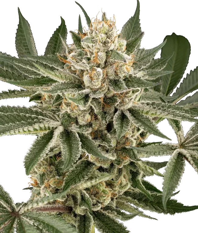 Peach Cooler Feminized (Serge Cannabis) – Pflanze
