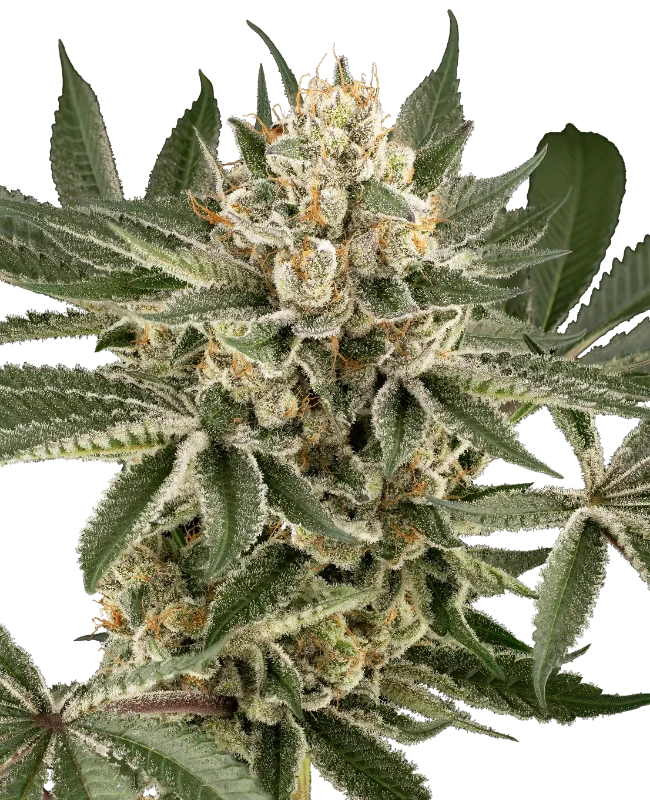 Peach Cooler Feminized (Serge Cannabis) – Pflanze