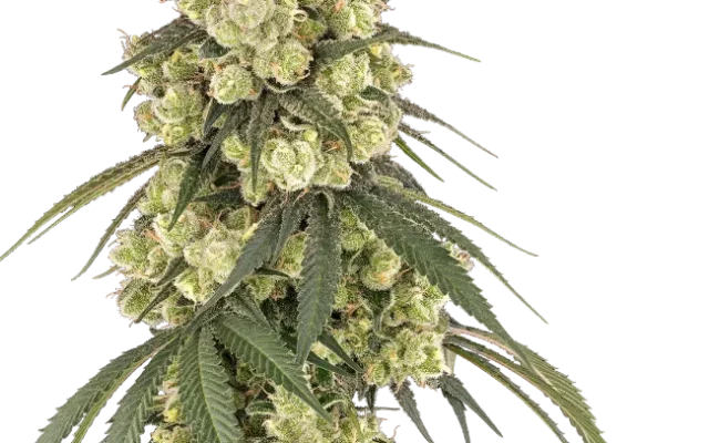 Pink Pineapple Feminized (Serge Cannabis) – Pflanze