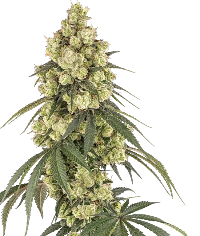 Pink Pineapple Feminized (Serge Cannabis) – Pflanze