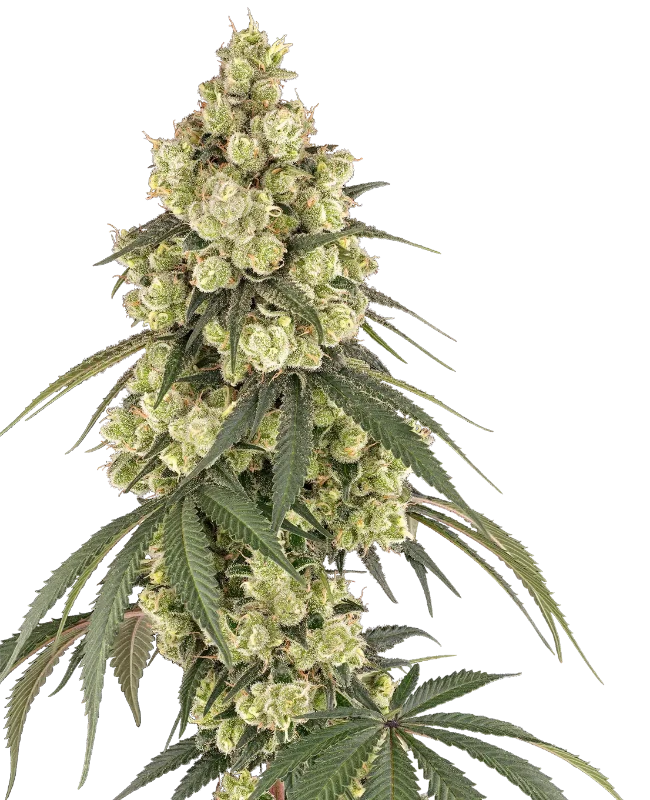 Pink Pineapple Feminized (Serge Cannabis) – Pflanze