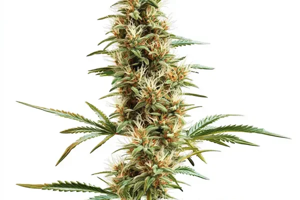 2046 Schnellversion (Blimburn Seeds) – offizielles Produktbild