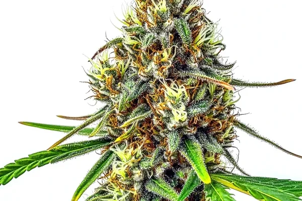 24K Gold Regulär (Blimburn Seeds) – offizielles Produktbild
