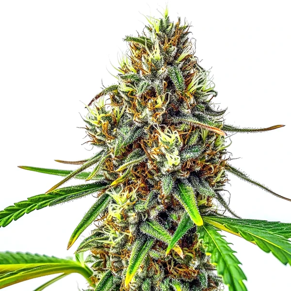 24K Gold Regulär (Blimburn Seeds) – offizielles Produktbild