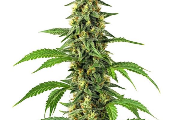 24k Gold (Blimburn Seeds) – offizielles Produktbild