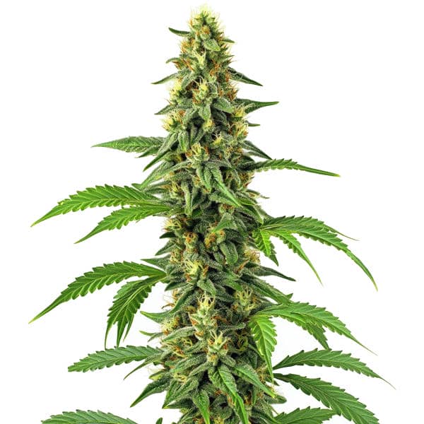 24k Gold (Blimburn Seeds) – offizielles Produktbild