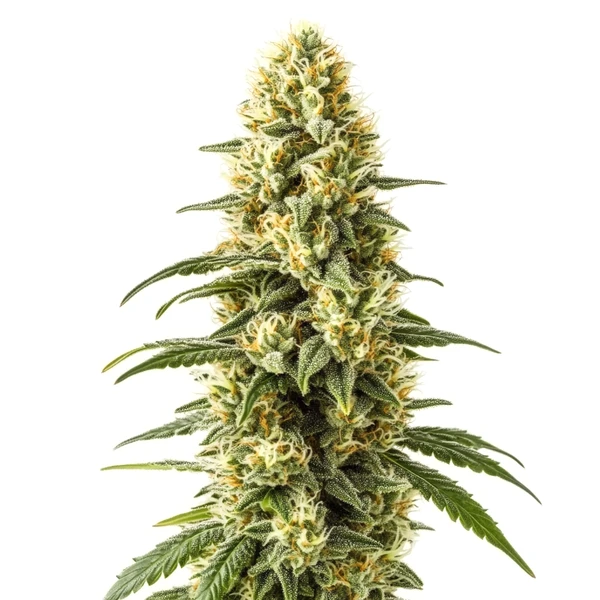 3 Kings (Blimburn Seeds) – offizielles Produktbild