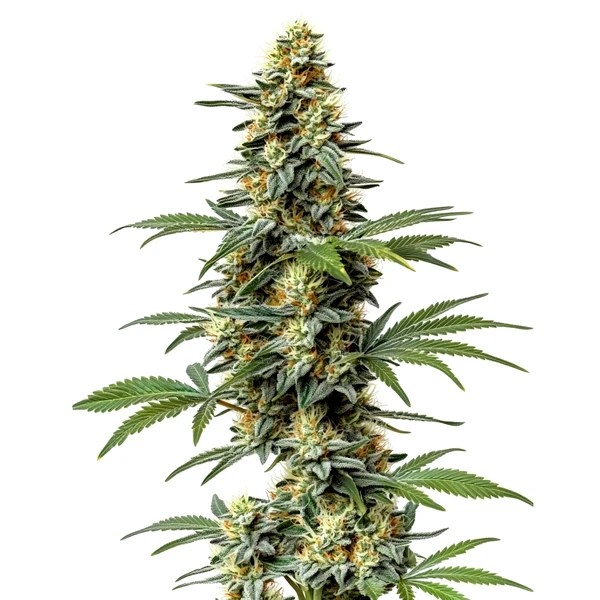 60 Day Wonder (Blimburn Seeds) – offizielles Produktbild