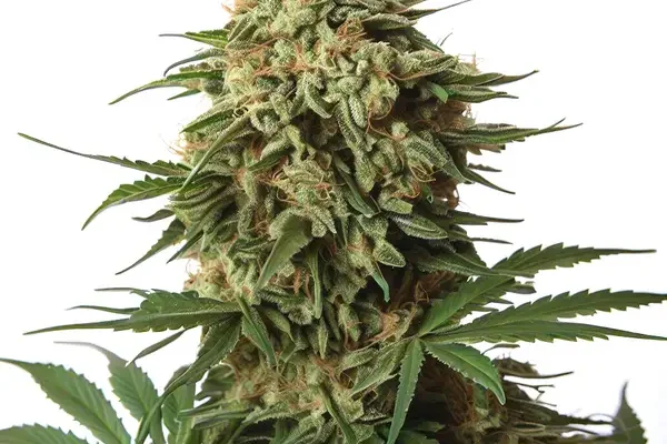 9 Pound Hammer (Blimburn Seeds) – offizielles Produktbild