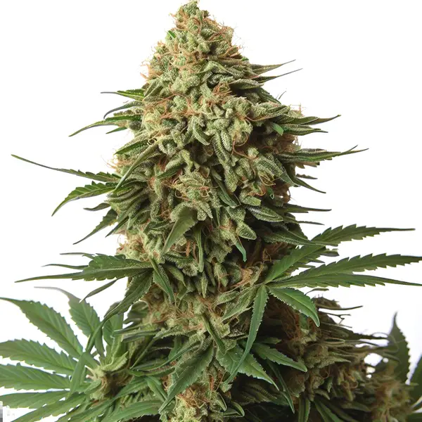9 Pound Hammer (Blimburn Seeds) – offizielles Produktbild