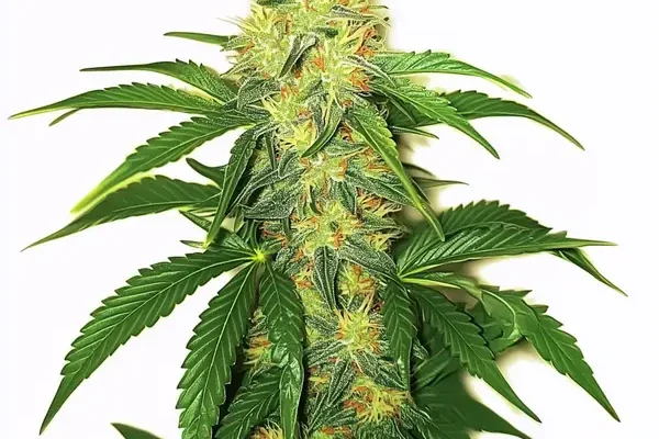 AK 47 (Blimburn Seeds) – offizielles Produktbild