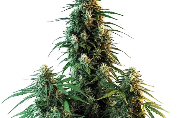 AK 47 Auto (Blimburn Seeds) – offizielles Produktbild