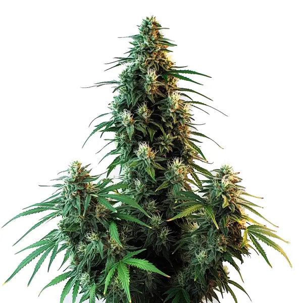 AK 47 Auto (Blimburn Seeds) – offizielles Produktbild