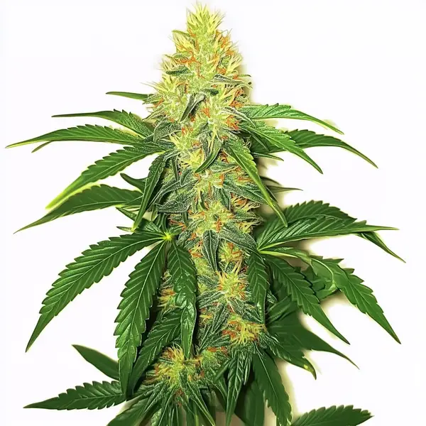 AK 47 (Blimburn Seeds) – offizielles Produktbild