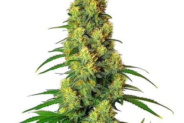 AK 48 (Blimburn Seeds) – offizielles Produktbild
