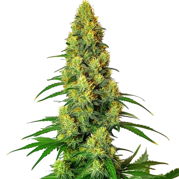 AK 48 (Blimburn Seeds) – offizielles Produktbild