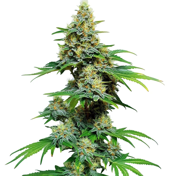 AK 59 (Blimburn Seeds) – offizielles Produktbild