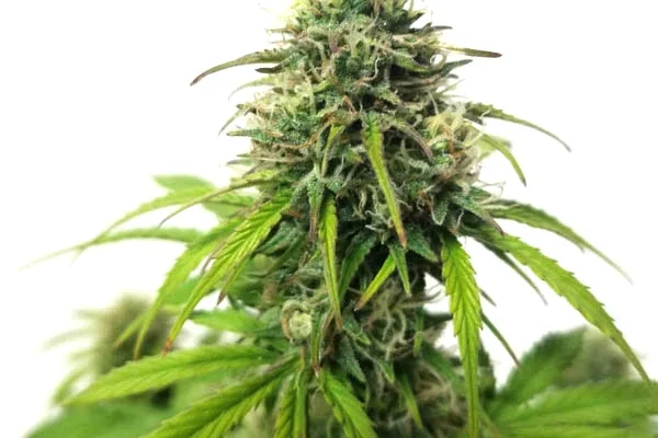 AK Auto (Blimburn Seeds) – offizielles Produktbild