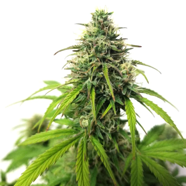 AK Auto (Blimburn Seeds) – offizielles Produktbild