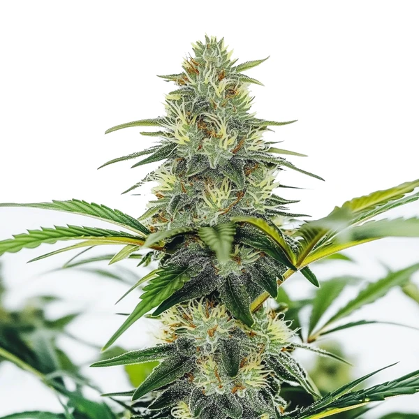 AK x White Widow Auto (Blimburn Seeds) – offizielles Produktbild