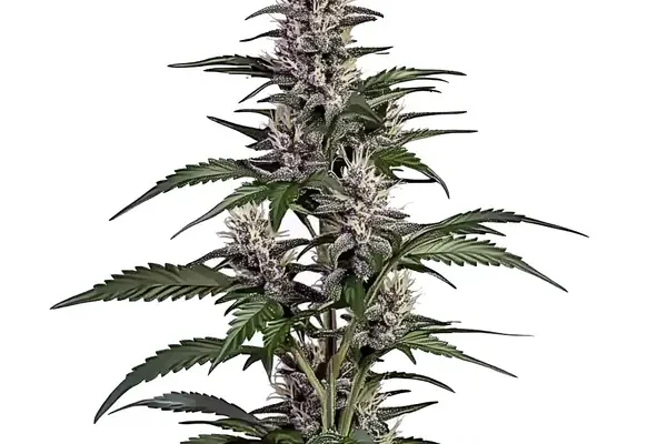 Afghan Auto (Blimburn Seeds) – offizielles Produktbild