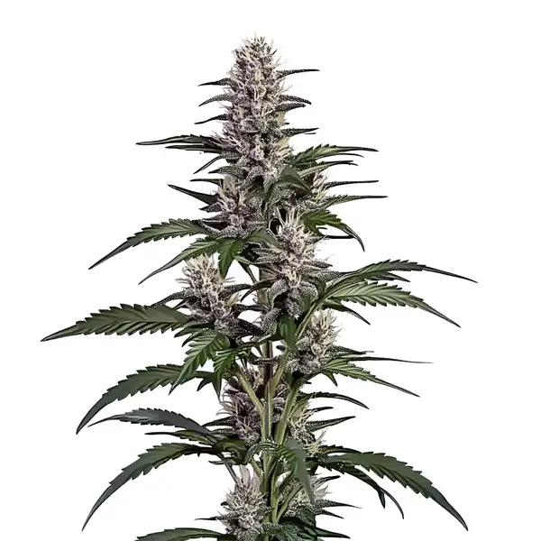 Afghan Auto (Blimburn Seeds) – offizielles Produktbild