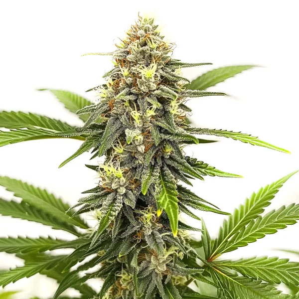 Afghan Hash Plant Regulär (Blimburn Seeds) – offizielles Produktbild