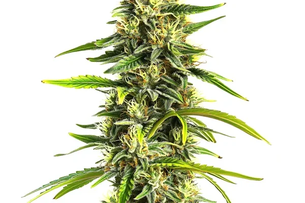 Afghan Hawaiian x Laos x Jamaican (Blimburn Seeds) – offizielles Produktbild