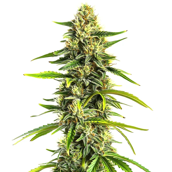 Afghan Hawaiian x Laos x Jamaican (Blimburn Seeds) – offizielles Produktbild