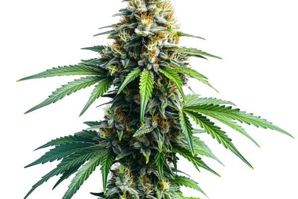 Afghan Kush (Blimburn Seeds) – offizielles Produktbild