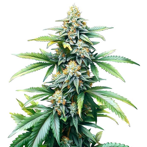Afghan Kush Regulär (Blimburn Seeds) – offizielles Produktbild