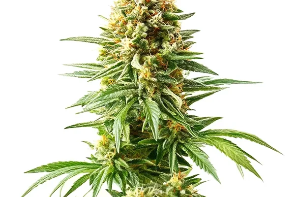 Afghan Kush x Blueberry (Blimburn Seeds) – offizielles Produktbild