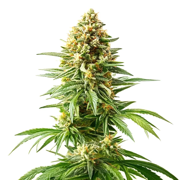 Afghan Kush x Blueberry (Blimburn Seeds) – offizielles Produktbild