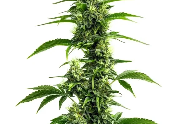 Afghan Kush x Super Skunk (Blimburn Seeds) – offizielles Produktbild
