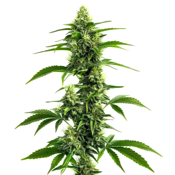 Afghan Kush x Super Skunk (Blimburn Seeds) – offizielles Produktbild