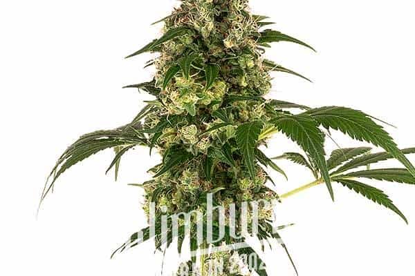 Afghan x Haze (Blimburn Seeds) – offizielles Produktbild