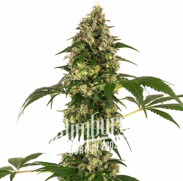 Afghan x Haze (Blimburn Seeds) – offizielles Produktbild