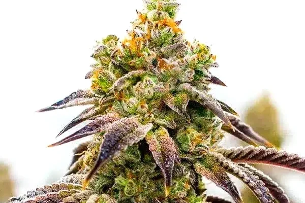 Afghan x Black Domina Auto (Blimburn Seeds) – offizielles Produktbild