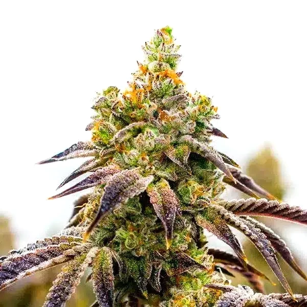 Afghan x Black Domina Auto (Blimburn Seeds) – offizielles Produktbild