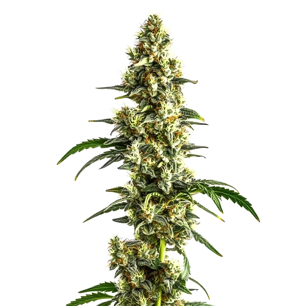 Agent Orange Regulär (Blimburn Seeds) – offizielles Produktbild