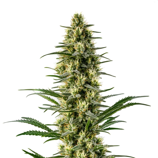 Agent Orange (Blimburn Seeds) – offizielles Produktbild